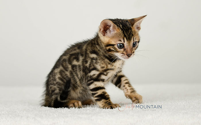 Bengal kitten for sale